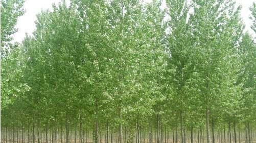 種植河南白蠟苗的養(yǎng)護(hù)方法你了解多少？