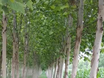 法桐苗木種植注意事項(xiàng)有哪些？